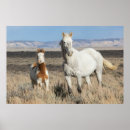 Zoek naar paarden posters Wild paard