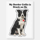 Zoek naar border collie magneten Herdershond