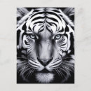 Zoek naar zwarte witte tijger briefkaarten Voor iedereen