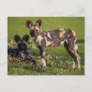 Zoek naar afrikaanse wilde hond posters Bedreigde diersoort