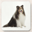Zoek naar sheltie onderzetters Dier