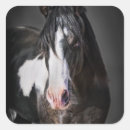 Zoek naar paard portret stickers Paarden