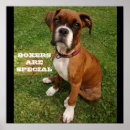 Zoek naar bokser hond posters Puppy