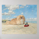 Zoek naar pekinees posters Dieren