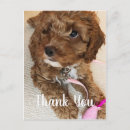Zoek naar cockapoo kaarten Puppy