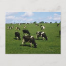 Zoek naar friesian briefkaarten Koe