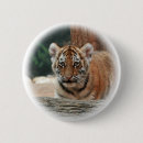 Zoek naar baby foto buttons Tijger