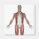 Zoek naar menselijk lichaam magneten Mensen