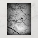 Zoek naar kraai briefkaarten Zwart