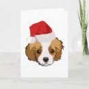 Zoek naar arrogant koningscharles spaniel kaarten Puppy