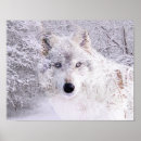 Zoek naar wolf in sneeuw posters Bossen