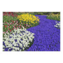 Zoek naar keukenhof tuin posters Druif hyacinth