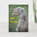 Zoek naar butterfly kaarten Hond