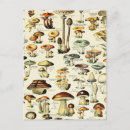 Zoek naar mushroom briefkaarten Natuur