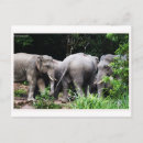 Zoek naar aziatische olifant briefkaarten India