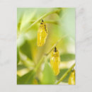 Zoek naar vlieger briefkaarten Natuur