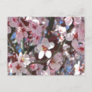 Zoek naar peach blossom briefkaarten Floreel