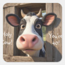 Zoek naar koe humor stickers Dieren