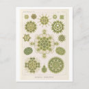 Zoek naar haeckel briefkaarten Illustratie