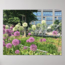 Zoek naar allium bloemen posters Fotografie