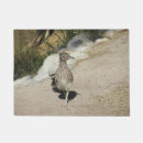 Zoek naar roadrunner Natuur
