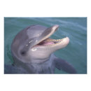 Zoek naar tand posters Ocean