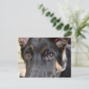 Zoek naar german shepherd briefkaarten Dieren