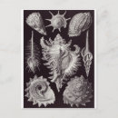 Zoek naar haeckel briefkaarten Ernst