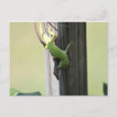 Zoek naar kameleon briefkaarten Groen