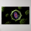 Zoek naar cytoplasma posters Microscopisch
