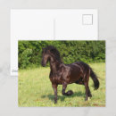 Zoek naar friesian briefkaarten Friesisch