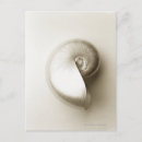 Zoek naar nautilus briefkaarten Zeedieren