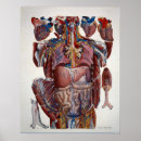 Zoek naar menselijk hart kunst Anatomisch