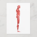 Zoek naar bicep briefkaarten Rectus femoris