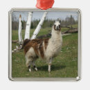 Zoek naar lama ornamenten Foto