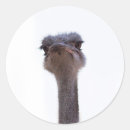 Zoek naar grappige struisvogel stickers Portret