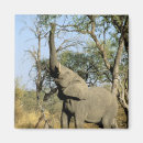 Zoek naar botswana magneten Fauna