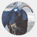 Zoek naar hooi stickers Geit