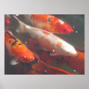 Zoek naar koi vijver posters Afbeelding