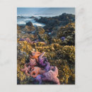 Zoek naar zeesterren briefkaarten Oceaan