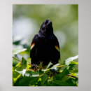 Zoek naar zwarte vogel posters Bladeren