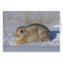 Zoek naar katoenstaartkonijn briefkaarten Konijnen