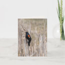 Zoek naar merel kaarten Natuur