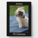 Zoek naar terrier fotoplaat Schattig