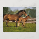 Zoek naar merrie briefkaarten Paard