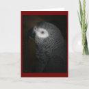 Zoek naar papegaaien kaarten Vogel