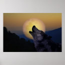 Zoek naar wolf maan posters Maanlicht