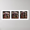 Zoek naar grappige kamelen posters Expressie