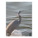 Zoek naar reigers posters Fotografie