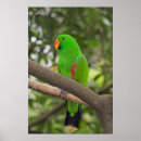 Zoek naar groene papegaai posters Vogel